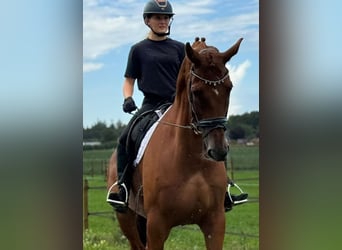 KWPN, Caballo castrado, 8 años, 178 cm, Alazán