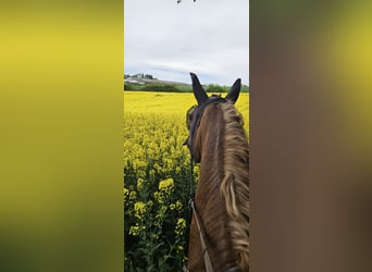 KWPN Mestizo, Caballo castrado, 8 años, 178 cm, Alazán
