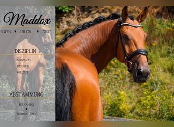 KWPN, Caballo castrado, 8 años, 178 cm, Castaño