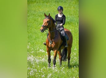 KWPN, Caballo castrado, 8 años, 178 cm, Castaño