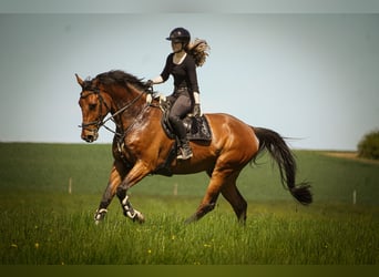 KWPN, Caballo castrado, 8 años, 178 cm, Castaño