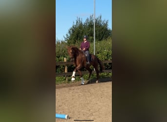 KWPN, Caballo castrado, 8 años, 183 cm, Alazán