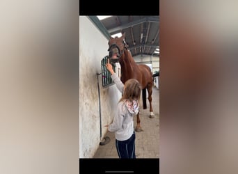 KWPN, Caballo castrado, 8 años, 183 cm, Alazán