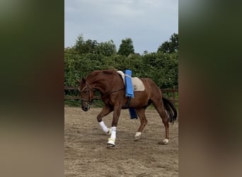 KWPN, Caballo castrado, 8 años, 183 cm, Alazán