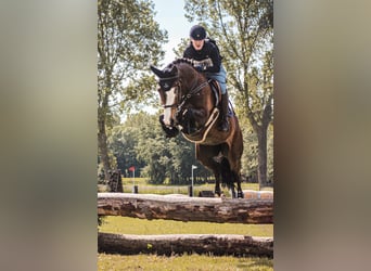 KWPN, Caballo castrado, 8 años, 183 cm, Castaño oscuro