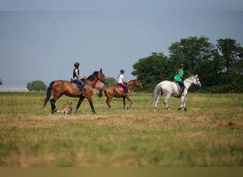 KWPN, Caballo castrado, 8 años, Alazán-tostado