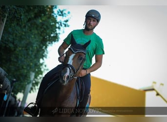 KWPN, Caballo castrado, 8 años, Alazán-tostado