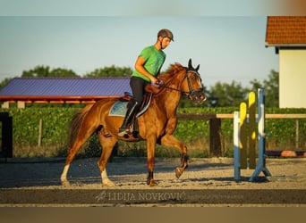 KWPN, Caballo castrado, 8 años, Alazán-tostado