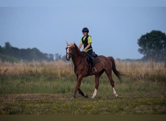 KWPN, Caballo castrado, 8 años, Alazán-tostado