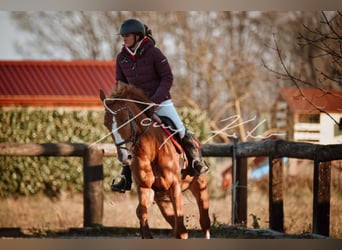 KWPN, Caballo castrado, 8 años, Alazán-tostado