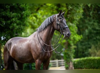 KWPN, Caballo castrado, 8 años, Negro