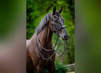 KWPN, Caballo castrado, 8 años, Negro
