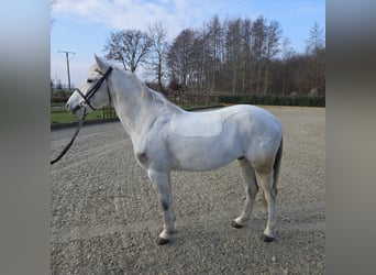 KWPN, Caballo castrado, 9 años, 146 cm, Tordo