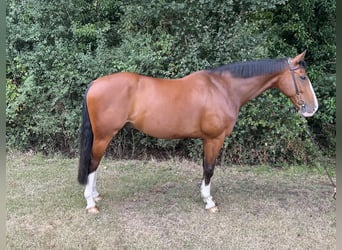 KWPN, Caballo castrado, 9 años, 163 cm, Castaño rojizo