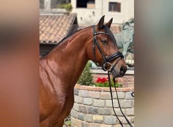 KWPN, Caballo castrado, 9 años, 165 cm, Castaño