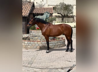 KWPN, Caballo castrado, 9 años, 165 cm, Castaño