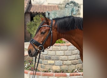 KWPN, Caballo castrado, 9 años, 165 cm, Castaño