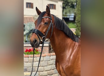 KWPN, Caballo castrado, 9 años, 165 cm, Castaño