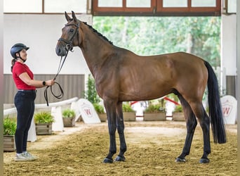 KWPN, Caballo castrado, 9 años, 166 cm, Castaño