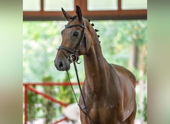KWPN, Caballo castrado, 9 años, 166 cm, Castaño