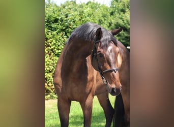 KWPN, Caballo castrado, 9 años, 166 cm, Castaño oscuro