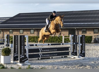 KWPN, Caballo castrado, 9 años, 167 cm, Alazán