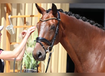KWPN, Caballo castrado, 9 años, 167 cm, Castaño