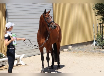 KWPN, Caballo castrado, 9 años, 167 cm, Castaño
