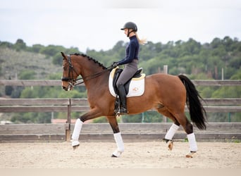 KWPN, Caballo castrado, 9 años, 167 cm, Castaño