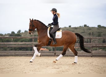 KWPN, Caballo castrado, 9 años, 167 cm, Castaño