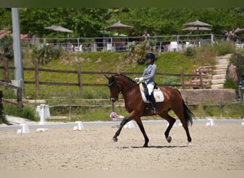KWPN, Caballo castrado, 9 años, 167 cm, Castaño