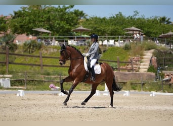 KWPN, Caballo castrado, 9 años, 167 cm, Castaño
