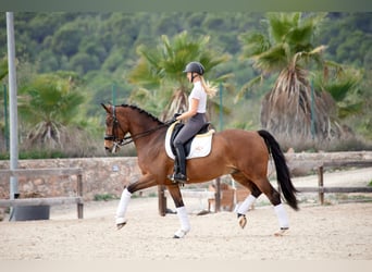 KWPN, Caballo castrado, 9 años, 167 cm, Castaño