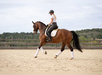 KWPN, Caballo castrado, 9 años, 167 cm, Castaño