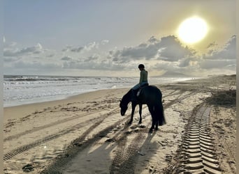 KWPN, Caballo castrado, 9 años, 167 cm, Castaño oscuro