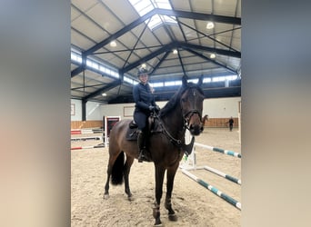 KWPN, Caballo castrado, 9 años, 167 cm, Castaño oscuro
