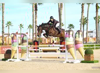 KWPN, Caballo castrado, 9 años, 167 cm, Castaño oscuro
