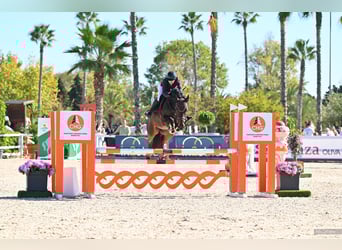 KWPN, Caballo castrado, 9 años, 167 cm, Castaño oscuro