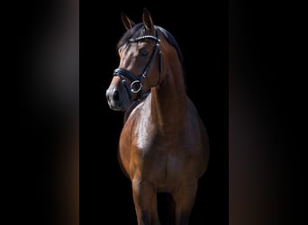 KWPN, Caballo castrado, 9 años, 167 cm, Castaño rojizo