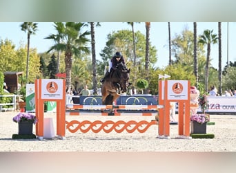 KWPN, Caballo castrado, 9 años, 167 cm, Morcillo