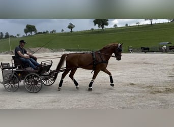 KWPN, Caballo castrado, 9 años, 168 cm, Alazán