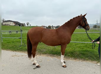 KWPN, Caballo castrado, 9 años, 168 cm, Alazán