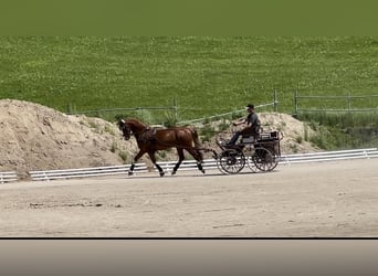 KWPN, Caballo castrado, 9 años, 168 cm, Alazán