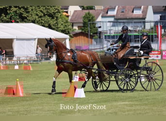 KWPN, Caballo castrado, 9 años, 168 cm, Alazán