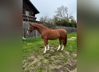 KWPN, Caballo castrado, 9 años, 168 cm, Alazán