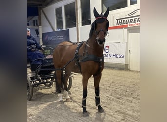 KWPN, Caballo castrado, 9 años, 168 cm, Castaño