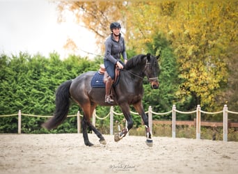 KWPN, Caballo castrado, 9 años, 168 cm, Castaño