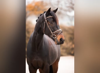 KWPN, Caballo castrado, 9 años, 168 cm, Castaño