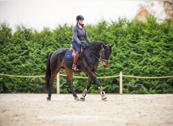 KWPN, Caballo castrado, 9 años, 168 cm, Castaño