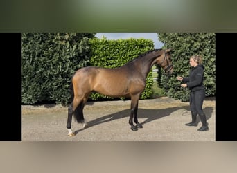 KWPN, Caballo castrado, 9 años, 168 cm, Castaño oscuro